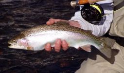 Hiwassee River Rainbow