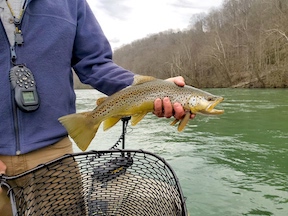 clinch brown march 1